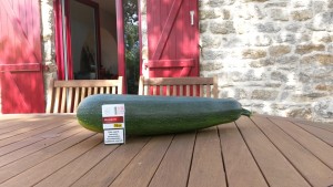 Courgettes à toutes les sauces